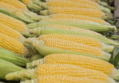 Fresh sweet corn. Fresh Corns in Market. Corn cob between green leaves.